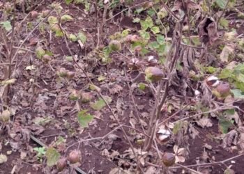 अमळनेर..! पहिल्याच वेचणीला कापसाचे बोंडे सडली, कैऱ्या काळवटल्या शेतकऱ्यांची नाराजी