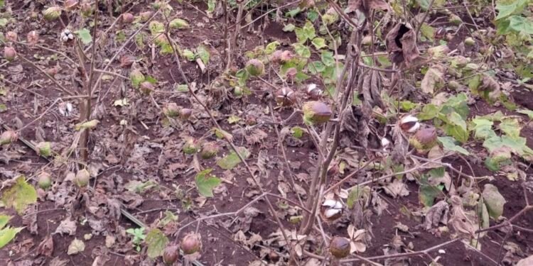 अमळनेर..! पहिल्याच वेचणीला कापसाचे बोंडे सडली, कैऱ्या काळवटल्या शेतकऱ्यांची नाराजी