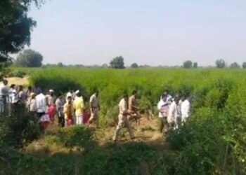 एरंडोल..! बापरे १० एकर क्षेत्रात आजूबाजूला तूर, मका मध्यभागी गांजाची शेती