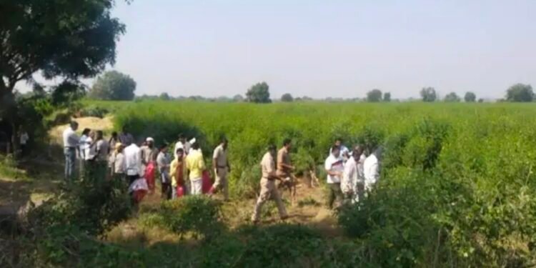 एरंडोल..! बापरे १० एकर क्षेत्रात आजूबाजूला तूर, मका मध्यभागी गांजाची शेती