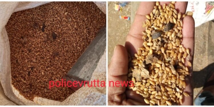 अमळनेर..! रेशनच्या गव्हाच्या पोत्यात आढळल्या उंदराच्या लेंड्या..