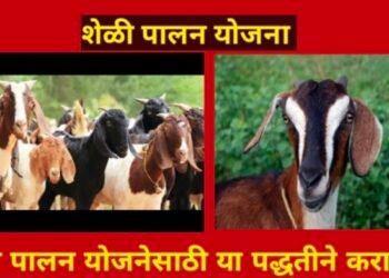 राज्य सरकारकडून शेळीपालन योजना सुरु – पहा कशी आहे हि योजना