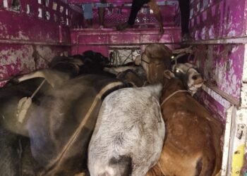 गुरांची वाहतुक करणारी बोलोरो पिकअप चोपडा ग्रामीण पोलीसात गुन्हा दाखल…