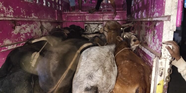 गुरांची वाहतुक करणारी बोलोरो पिकअप चोपडा ग्रामीण पोलीसात गुन्हा दाखल…