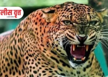 दोन गुरांना बिबट्याने केले ठार ; परिसरात दहशत !