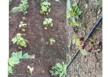 शिरुड परीसरात कपाशीवर लाल्याचा प्रादुर्भाव; पिकाची वाढही खुंटली.. शेतकरी चिंतेत