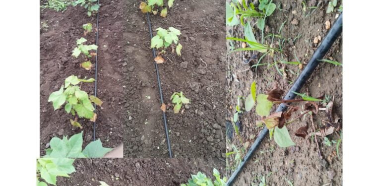 शिरुड परीसरात कपाशीवर लाल्याचा प्रादुर्भाव; पिकाची वाढही खुंटली.. शेतकरी चिंतेत