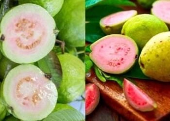 पांढरा की लाल; कोणता पेरू अधिक चांगला? तर कोणता ठरू शकतो फायदेशीर