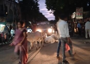 अमळनेर शहरातील मोकाट गुरांमुळे वाहनधारक अत्यंत त्रस्त… न.पा  प्रशासन करतय काय?