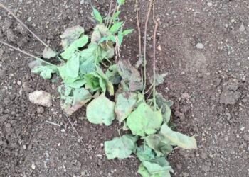 अमळनेर..! शेतातील कपाशीचे पीक उपटून फेकल्याने शेतकऱ्याचे नुकसान!अज्ञात समाजकंटकाचे कृत्य…