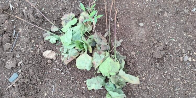 अमळनेर..! शेतातील कपाशीचे पीक उपटून फेकल्याने शेतकऱ्याचे नुकसान!अज्ञात समाजकंटकाचे कृत्य…