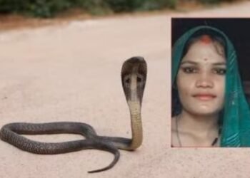 विषारी सर्पदंशाने गर्भवती महिलेचा मृत्यु..
