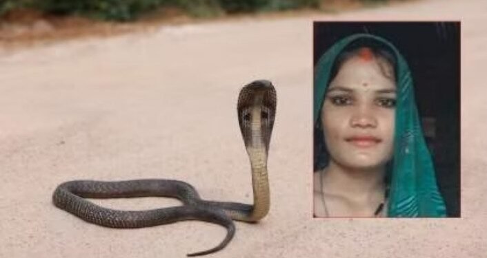 विषारी सर्पदंशाने गर्भवती महिलेचा मृत्यु..