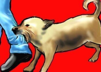 हायकोर्टाचा मोठा निर्णय ! – कुत्रा चावल्यास दाताच्या प्रत्येक खूणेसाठी 10 हजार, तर मांस बाहेर आल्यास मिळणार इतके रुपये