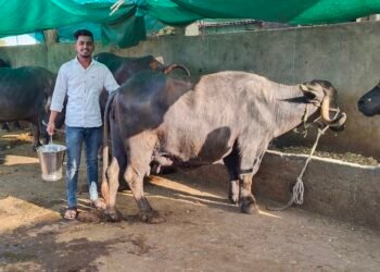 खेड्यातील ‘या तरुणानं दुग्ध व्यवसायातून साधली प्रगती; महिन्याची कमाई पाहून व्हाल थक्क….