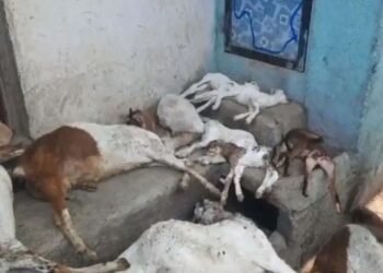 जळगावात कुत्र्यांच्या हल्ल्यात ११ बकऱ्या ठार