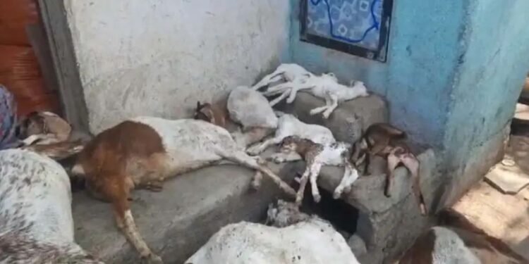 जळगावात कुत्र्यांच्या हल्ल्यात ११ बकऱ्या ठार