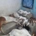 जळगावात कुत्र्यांच्या हल्ल्यात ११ बकऱ्या ठार