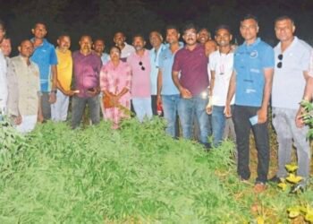 चोपड्यात ४५ लाखांचा गांजा जप्त; पोलिसांची कारवाई