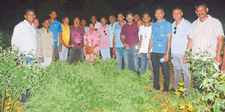 चोपड्यात ४५ लाखांचा गांजा जप्त; पोलिसांची कारवाई