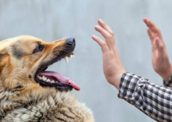 Amalmer: पिसाळलेल्या कुत्र्याचा दहा ते बारा जणांना जावा