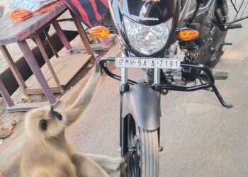 वानराची अदभूत नजर आणि स्वामींनचा संदेश: मंगळग्रह मंदिरावर टिपला एक अनोखा क्षण!