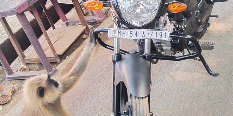 वानराची अदभूत नजर आणि स्वामींनचा संदेश: मंगळग्रह मंदिरावर टिपला एक अनोखा क्षण!