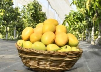 गौराई ग्रामोद्योग येथे आजपासून ‘मॅंगो फिस्टा’ आगळंवेगळं प्रदर्शन१५० हून अधिक देशी-विदेशी व संकरित आंबा वाणांचा समावेश