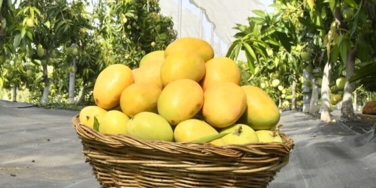 गौराई ग्रामोद्योग येथे आजपासून ‘मॅंगो फिस्टा’ आगळंवेगळं प्रदर्शन१५० हून अधिक देशी-विदेशी व संकरित आंबा वाणांचा समावेश